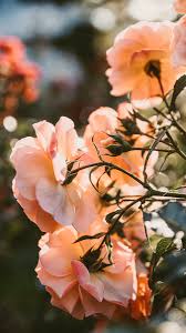 خلفية رقم 44